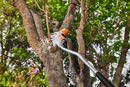 Extensie telescopica STIHL pentru GTA 26