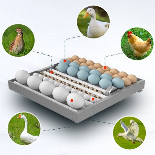 Incubator automat 64 oua Ryaba WI-64